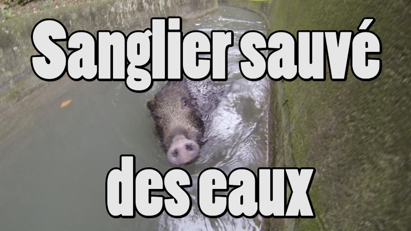 sanglier sauv des eaux